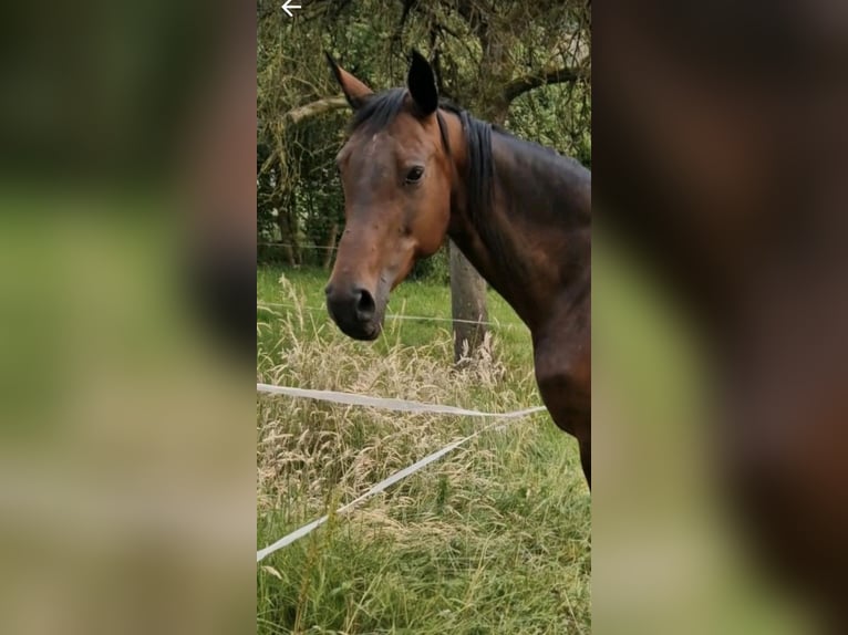 Caballo de salto Oldenburgo Yegua 18 años 166 cm Castaño in Freden (Leine)