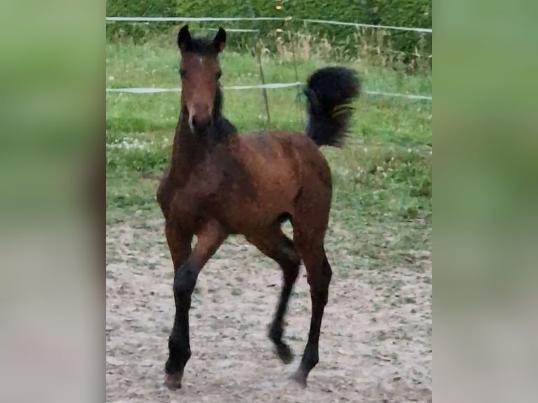 Caballo de salto Oldenburgo Yegua 18 años 166 cm Castaño in Freden (Leine)