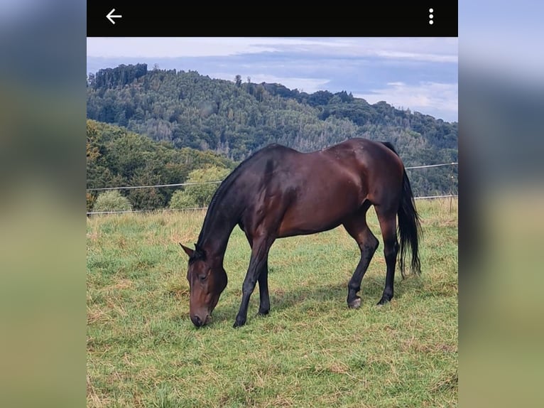Caballo de salto Oldenburgo Yegua 18 años 166 cm Castaño in Freden (Leine)