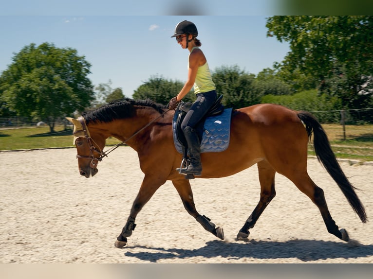 Caballo de salto Oldenburgo Yegua 18 años 168 cm in Efringen-Kirchen