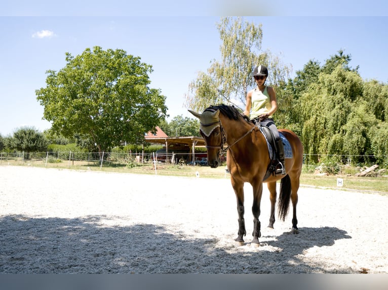 Caballo de salto Oldenburgo Yegua 18 años 168 cm in Efringen-Kirchen