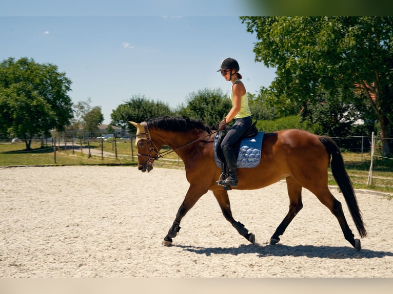 Caballo de salto Oldenburgo Yegua 18 años 168 cm in Efringen-Kirchen