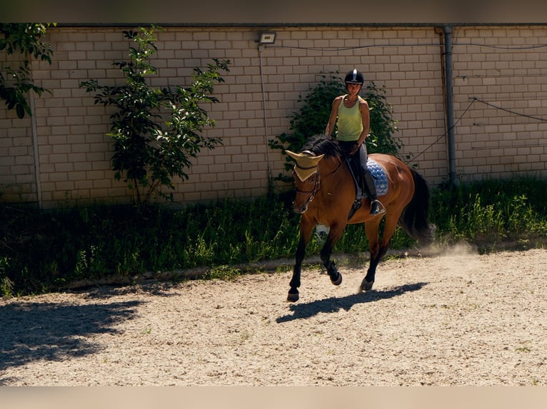 Caballo de salto Oldenburgo Yegua 18 años 168 cm in Efringen-Kirchen