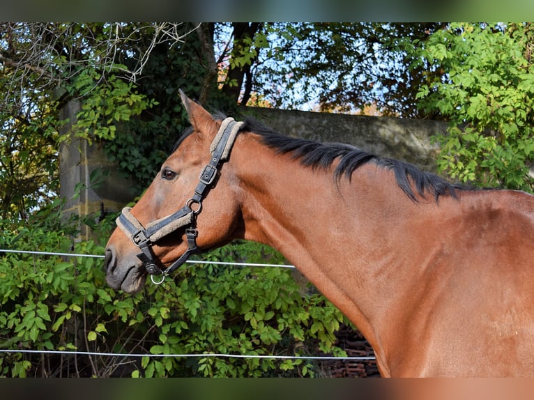 Caballo de salto Oldenburgo Yegua 18 años 173 cm Castaño in Ludwigsburg