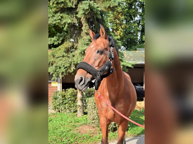 Caballo de salto Oldenburgo Yegua 18 años 173 cm Castaño in Ludwigsburg