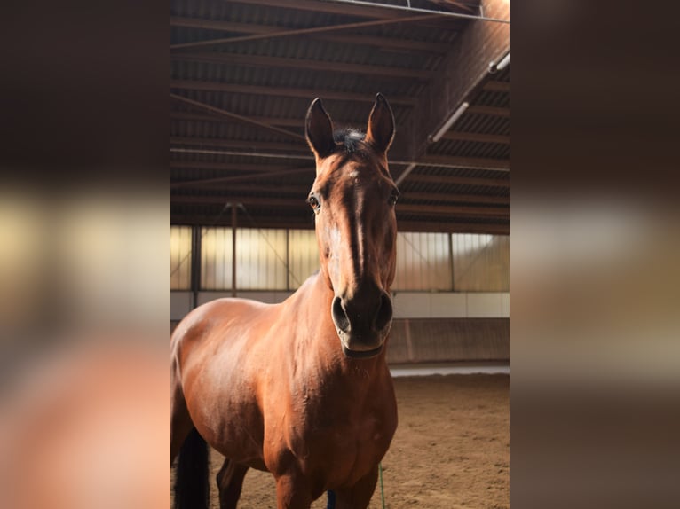 Caballo de salto Oldenburgo Yegua 19 años 173 cm Castaño in Ludwigsburg