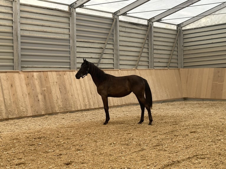 Caballo de salto Oldenburgo Yegua 1 año 140 cm Morcillo in Train