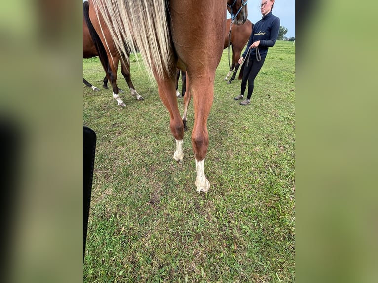 Caballo de salto Oldenburgo Yegua 1 año 157 cm Castaño in Satow