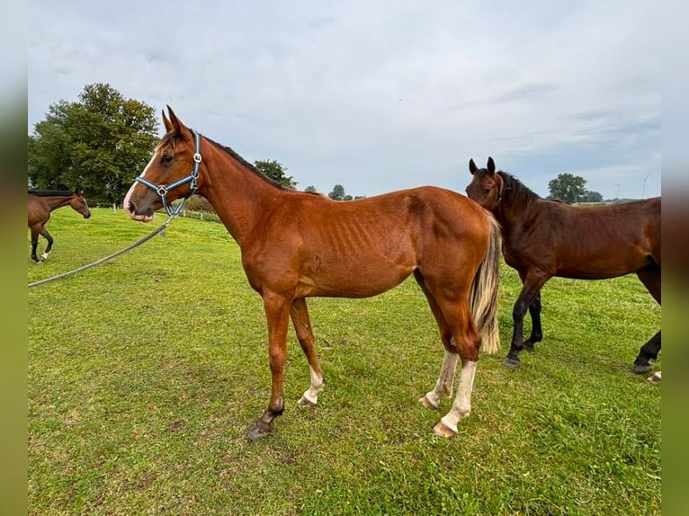 Caballo de salto Oldenburgo Yegua 1 año 157 cm Castaño in Satow