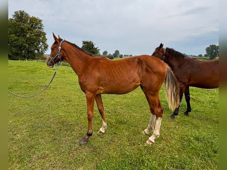 Caballo de salto Oldenburgo Yegua 1 año 157 cm Castaño in Satow