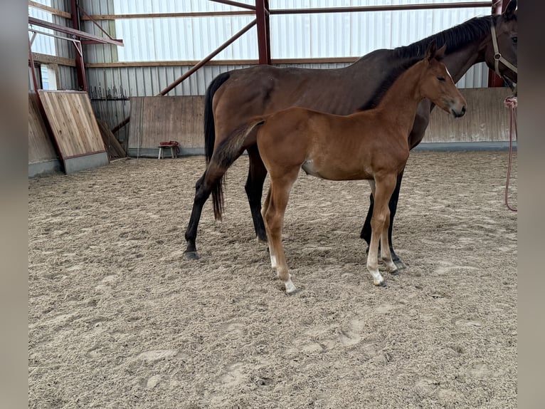 Caballo de salto Oldenburgo Yegua 1 año 167 cm Castaño in Berg