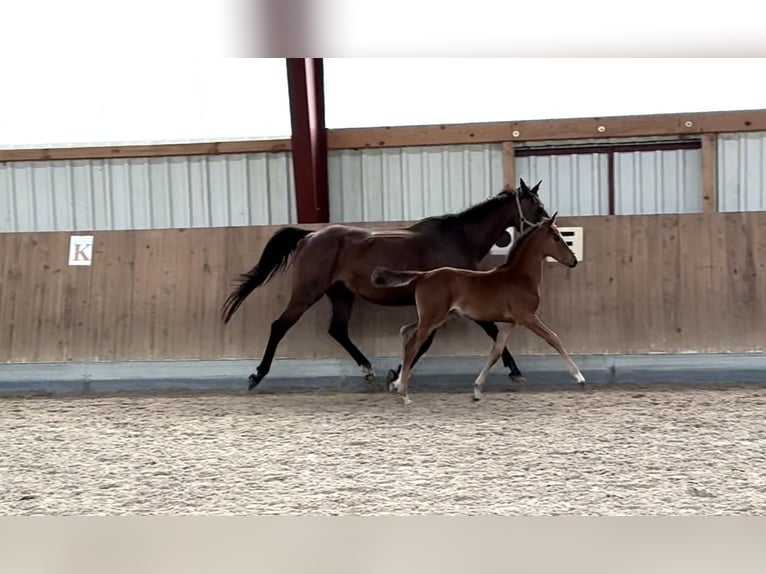 Caballo de salto Oldenburgo Yegua 1 año 167 cm Castaño in Berg
