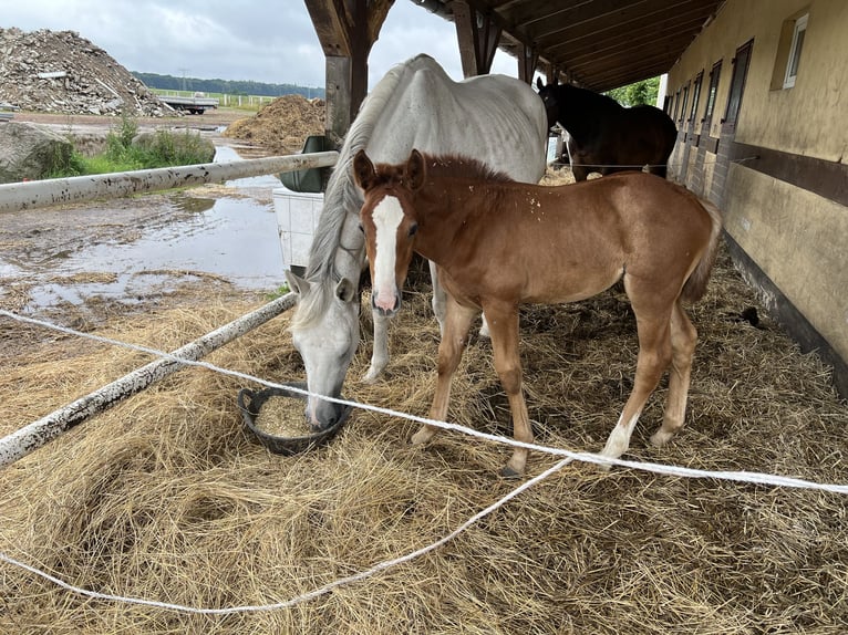 Caballo de salto Oldenburgo Yegua 1 año 168 cm Musgo in Saßen-Trantow