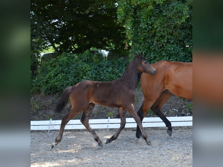 Caballo de salto Oldenburgo Yegua 1 año 170 cm Castaño oscuro in Hesel