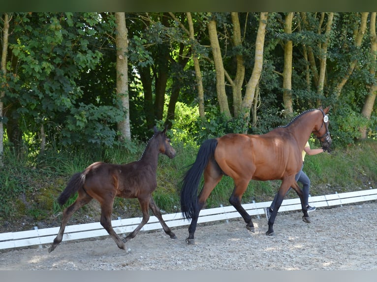 Caballo de salto Oldenburgo Yegua 1 año 170 cm Castaño oscuro in Hesel