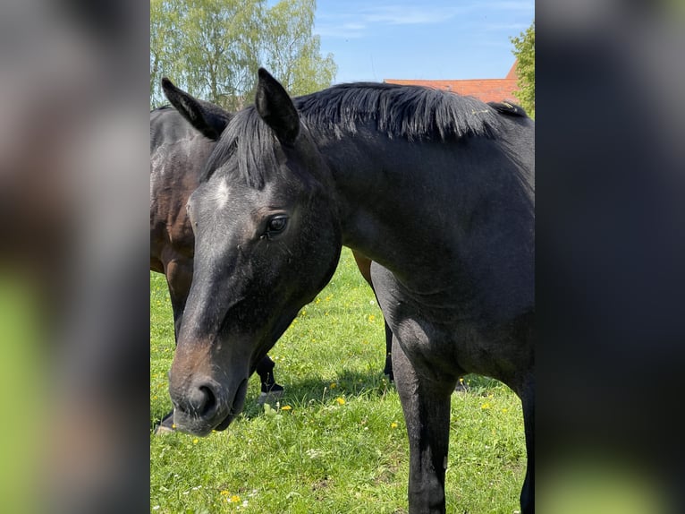 Caballo de salto Oldenburgo Yegua 1 año 170 cm Musgo in MünsingenMünsingen