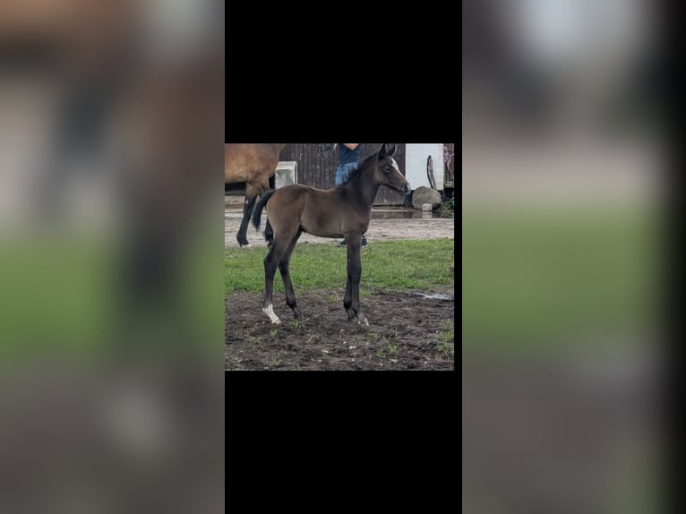 Caballo de salto Oldenburgo Yegua 1 año 170 cm Musgo in Handewitt