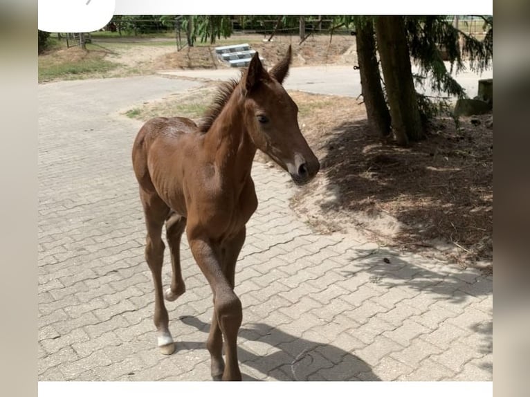 Caballo de salto Oldenburgo Yegua 1 año Alazán in Dahlenburg