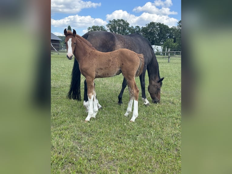 Caballo de salto Oldenburgo Yegua 1 año Alazán in Rietz Neuendorf