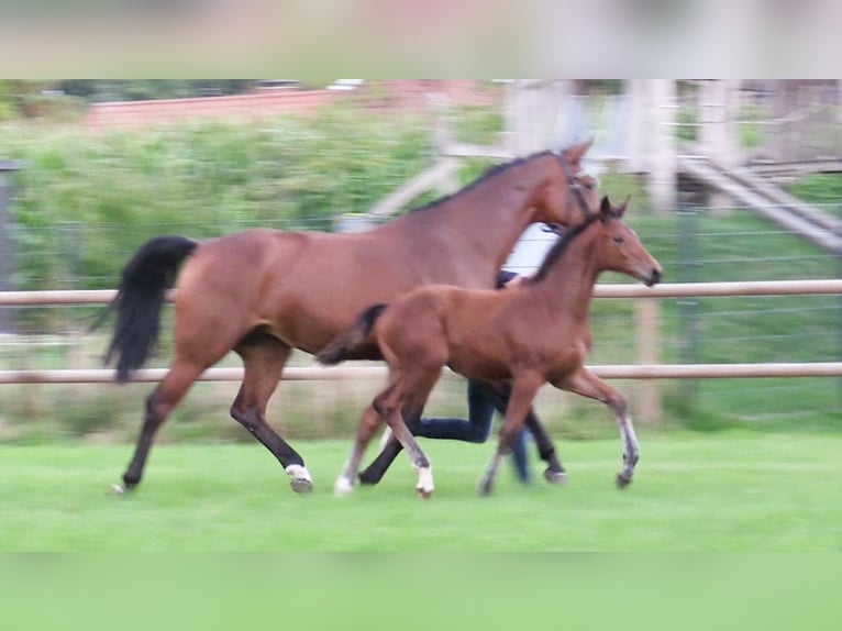 Caballo de salto Oldenburgo Yegua 1 año Castaño in Cloppenburg