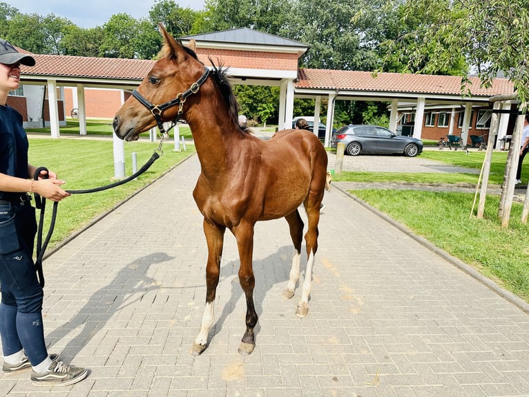 Caballo de salto Oldenburgo Yegua 1 año Castaño in Zülpich