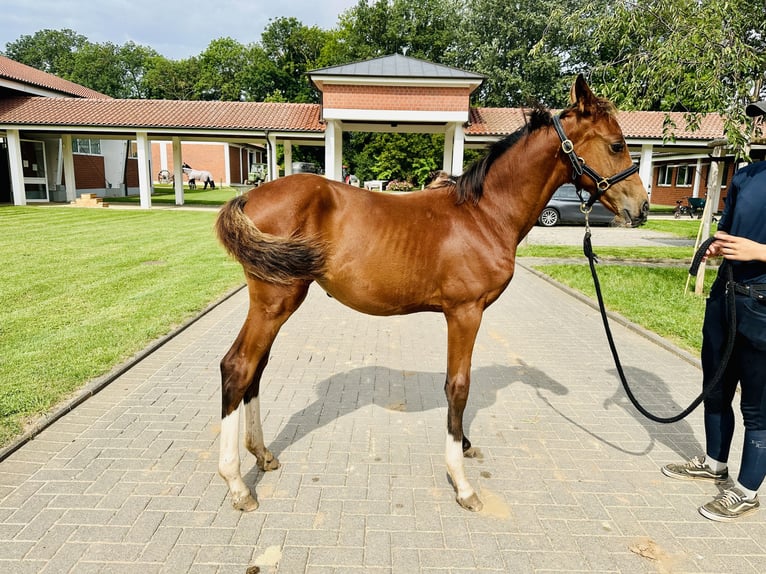 Caballo de salto Oldenburgo Yegua 1 año Castaño in Zülpich