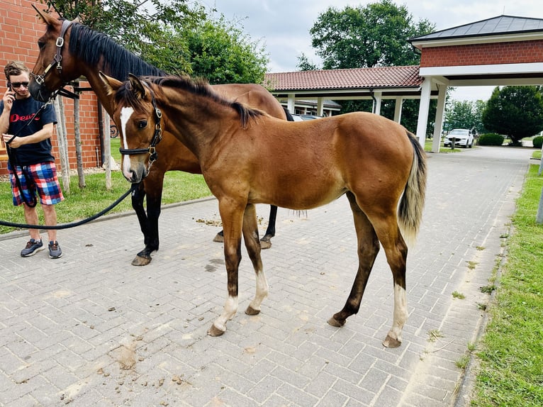 Caballo de salto Oldenburgo Yegua 1 año Castaño in Zülpich