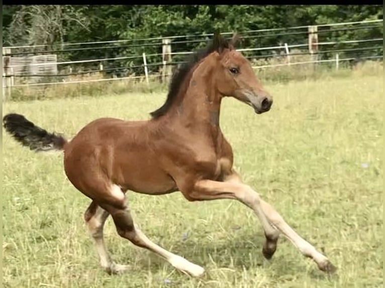 Caballo de salto Oldenburgo Yegua 1 año Castaño in Glaubitz