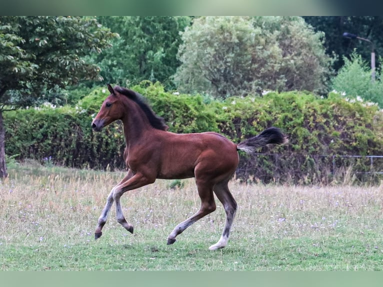 Caballo de salto Oldenburgo Yegua 1 año Castaño in Glaubitz