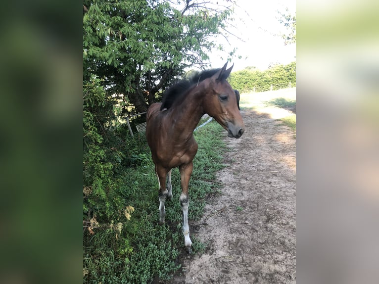 Caballo de salto Oldenburgo Yegua 1 año Castaño in Glaubitz