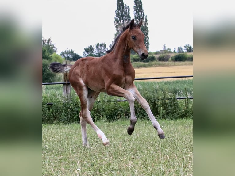 Caballo de salto Oldenburgo Yegua 1 año Castaño in Glaubitz