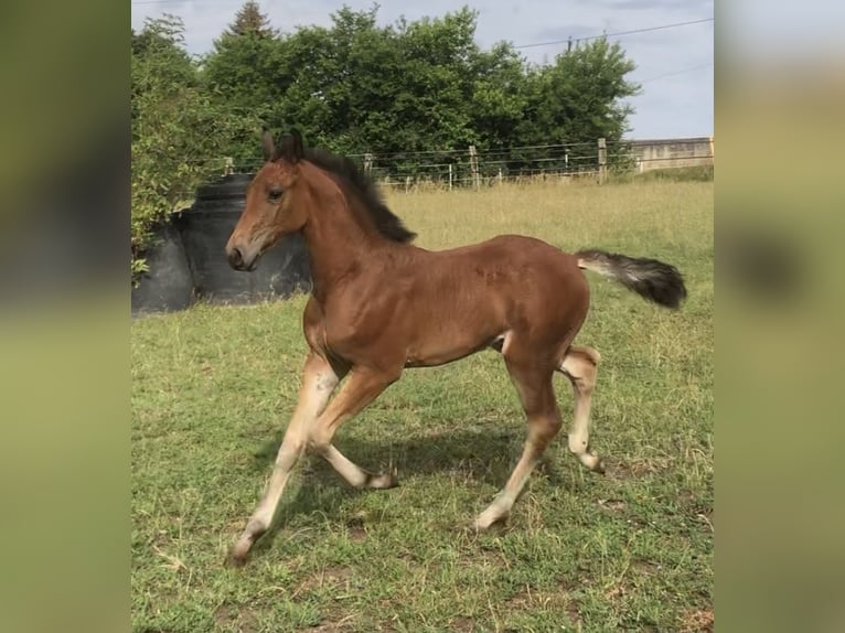 Caballo de salto Oldenburgo Yegua 1 año Castaño in Glaubitz