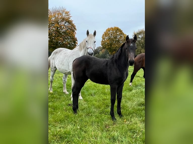 Caballo de salto Oldenburgo Yegua 1 año Castaño oscuro in Werlte