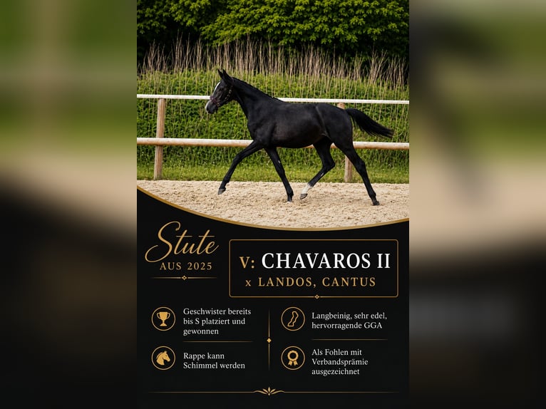Caballo de salto Oldenburgo Yegua 1 año Tordo in HandewittHandewitt