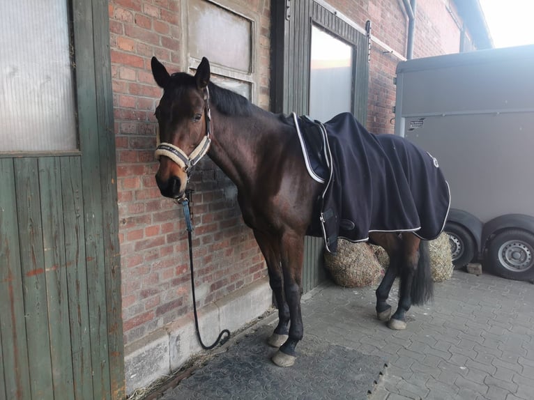 Caballo de salto Oldenburgo Yegua 20 años 163 cm Castaño in Braunschweig