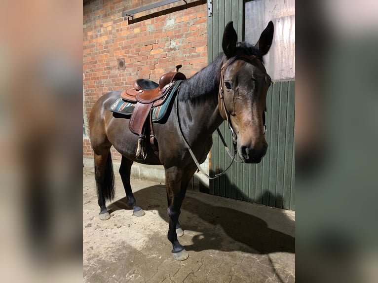 Caballo de salto Oldenburgo Yegua 20 años 163 cm Castaño in Braunschweig