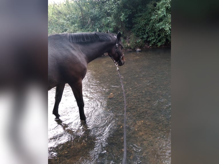 Caballo de salto Oldenburgo Yegua 20 años 163 cm Castaño in Braunschweig