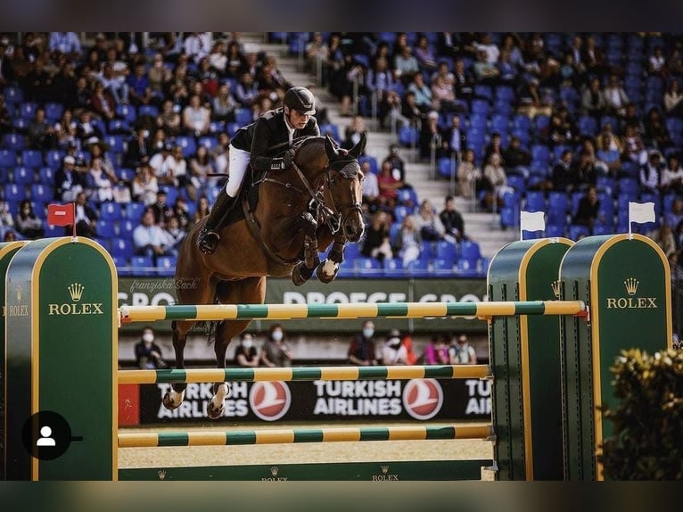 Caballo de salto Oldenburgo Yegua 20 años 175 cm Alazán in Derwitz