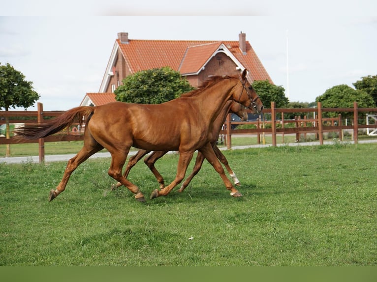 Caballo de salto Oldenburgo Yegua 21 años 168 cm Alazán-tostado in Greifswald