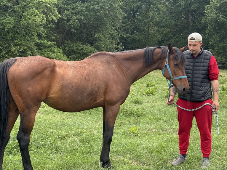 Caballo de salto Oldenburgo Yegua 22 años 167 cm Castaño claro in Wandlitz