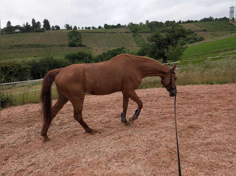 Caballo de salto Oldenburgo Yegua 23 años 162 cm Alazán in Trier