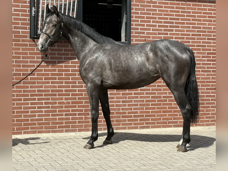 Caballo de salto Oldenburgo Yegua 2 años 156 cm Tordo in Zieuwent