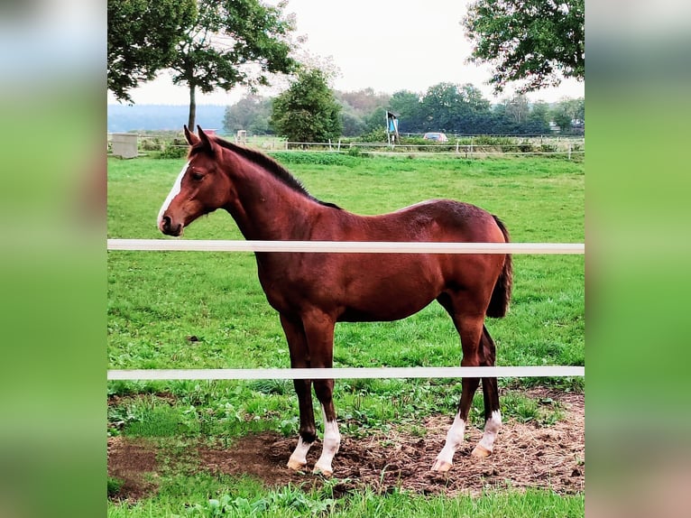 Caballo de salto Oldenburgo Yegua 2 años 162 cm Castaño in Stockelsdorf