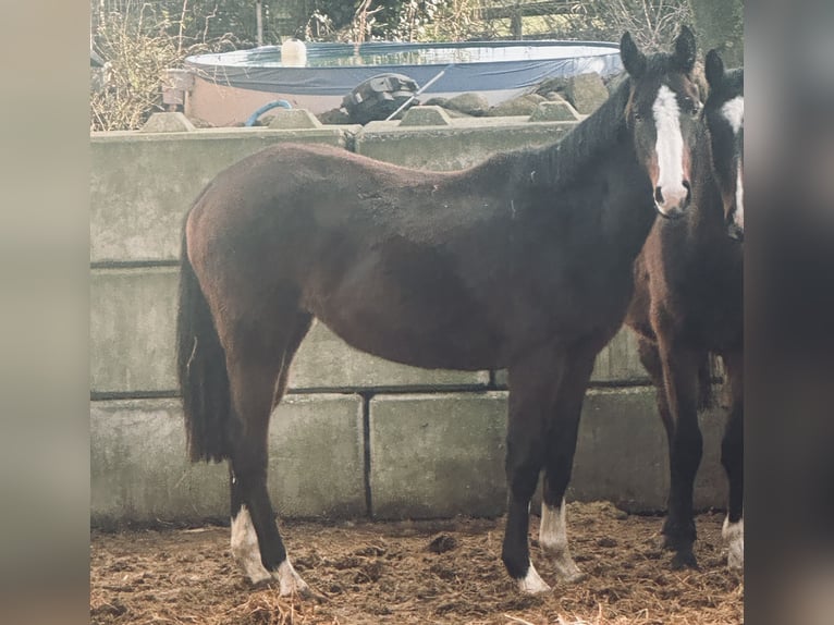 Caballo de salto Oldenburgo Yegua 2 años 162 cm Castaño in Stockelsdorf