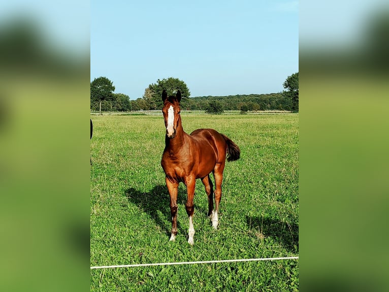 Caballo de salto Oldenburgo Yegua 2 años 162 cm Castaño in Stockelsdorf