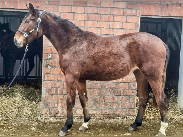 Caballo de salto Oldenburgo Yegua 2 años 164 cm Castaño in Stuhr