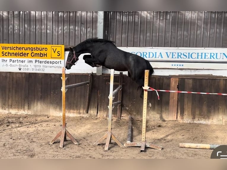 Caballo de salto Oldenburgo Yegua 2 años 167 cm Tordo in Lübtheen