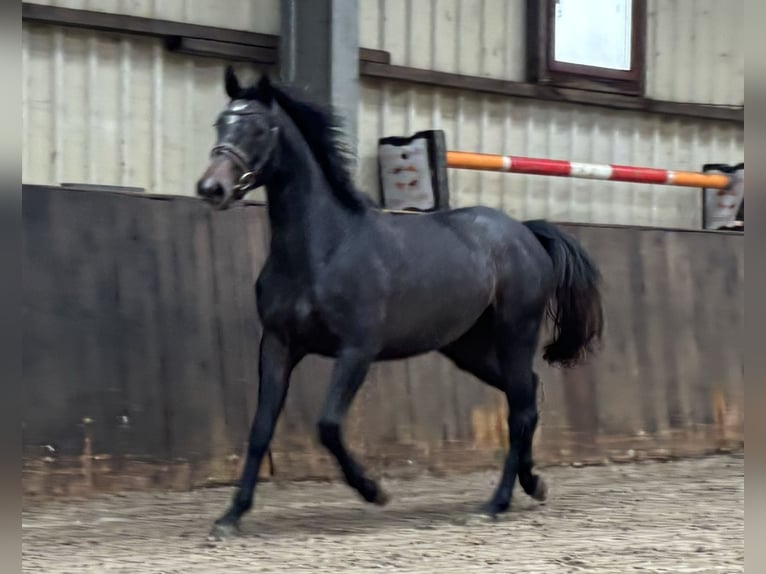 Caballo de salto Oldenburgo Yegua 2 años 167 cm Tordo in Lübtheen