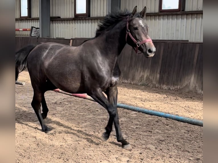 Caballo de salto Oldenburgo Yegua 2 años 167 cm Tordo in Lübtheen