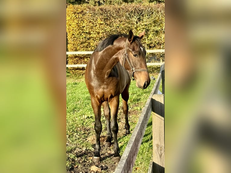 Caballo de salto Oldenburgo Yegua 2 años 168 cm Castaño oscuro in Adelheidsdorf